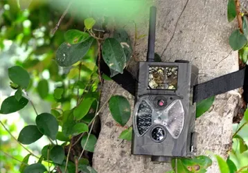 Fotografando Gibbons Na Selva Usando Uma Câmera Infravermelha Onick